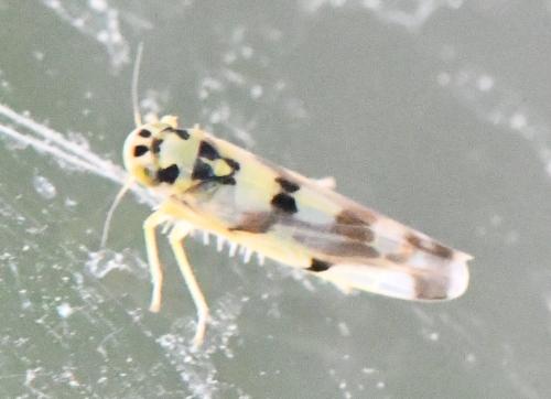 Réf. 306 818 : Eupteryx atropunctata